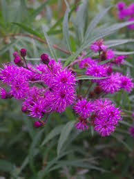 Image result for Vernonia glabra