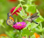 Butterfly & Hummingbird Gardening Class