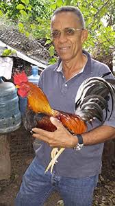 A genus of hawaiian plants in the family rutaceae, now considered synonymous with melicope. Amazon Com Manual De Alimentacion Del Gallo De Pelea Aprenda Como Alimentar Un Gallo De Pelea El Gallo Fino De Pelea NÂº 47 Spanish Edition Ebook Gallo Mundo Kindle Store