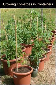 Growing roma tomatoes require plenty of water. Easy Gardening Guide Growing Tomatoes In Containers The Garden Growing Tomato Plants Tomato Plant Care Container Gardening Vegetables