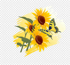 Sunflowers clipart bunga matahari gambar vektor bunga matahari is a high resolution transparent png image. Bunga Matahari Biasa Bunga Bunga Matahari Yang Indah Merangkai Bunga Fotografi Vektor Indah Png Pngwing