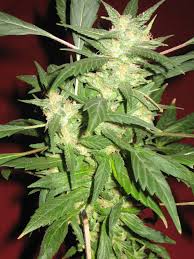 Htg supply 4′ 4 lamp t5 bloom led light. 14 Watt Led Grow Light Cannabis Cultivation Growery Message Board