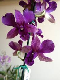 Denphalen Orchideen
