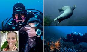 Recreational scuba divers are required to obtain an entry level open water certification where they gain the skills and knowledge needed to dive safely and responsibly. Diver 24 Went From Novice To Top Underwater Photographer In The Rugged Southern Seas Daily Mail Online