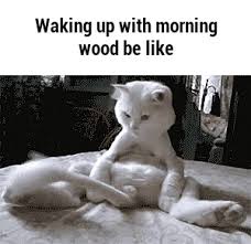 Waking Up With Morning Wood Be Like Ifunny Funny Animal Videos Funny Animals Funny Cat Videos