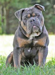 We did not find results for: What Do These Dogs Have In Common That Makes Them All Bully Breeds And Where Does That Name Come F English Bulldog Puppies Bully Breeds Dogs Bulldog Puppies