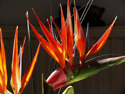 Image result for Strelitziaceae