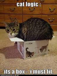 Attack Of The Funny Cats 62 Pics Funny Cat Captions Funny Cat Photos Funny Cat Pictures