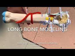 3d bone models download , free bone 3d models and 3d objects for computer graphics applications like advertising, cg works, 3d visualization, interior design, animation and 3d game, web and any other field related to 3d design. Mr Frazer Anatomy Project Period 3 Youtube