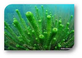 Image result for Lagarosiphon muscoides