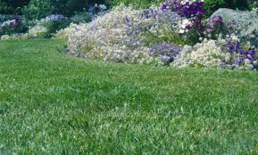You should water your lawn once or twice a week, giving your grass 1 to 1.5 inches of water each time. Lawn Watering Tips