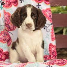 They were born on 29th september so will be ready for release shortly. Pete English Springer Spaniel Puppy For Sale In Pennsylvania