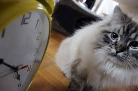 Ich habe meine katzen erst nicht ins schlafzimmer gelassen. Darf Die Katze Im Bett Schlafen