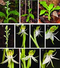 Image result for Habenaria chirensis