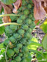 Brussels sprouts are a member of the cabbage and kale family, and they're just one more variation in terms of flavor and growth habit. Growing Brussels Sprouts A Seed To Harvest Guide
