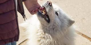 Maybe you would like to learn more about one of these? Anak Digigit Anjing Pitbull Hingga Luka Parah Peringatan Bagi Parents