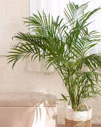 8 Palms Plants To Grow Indoors Indoor Palms Palm House Plants Palm Plant