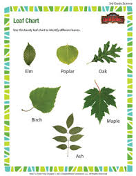 Leaf Chart 3rd Grade Kids Online Science Worksheets Sod