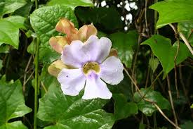 Image result for Thunbergianthus