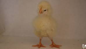 We did not find results for: The Light Sussex Chicken A Breed Review