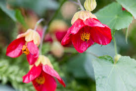 Image result for Abutilon rehmannii