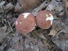 Image result for Boletus separans