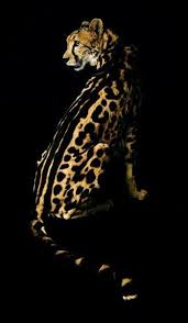2 Tumblr Hayvanlar Buyuk Kediler Ve Leoparlar