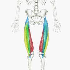 Healthy muscular structure and bones. Quadriceps Femoris Muscle Wikipedia
