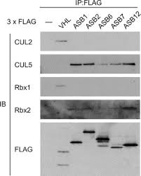 Usb 2.0 vs 3.0 vs 3.1. Asb Proteins Interact With Cullin5 And Rbx2 To Form E3 Ubiquitin Ligase Complexes Sciencedirect