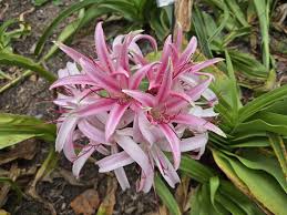 Image result for Crinum paludosum