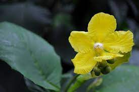 Carinamabayi.com mempunyai 156 data nama bayi perempuan vietnam berserta artinya yang mungkin cocok untuk calon buah hati anda. Lambang Bunga Dari Vietnam Dan Negara Negara Asia Tenggara Photography Steemit