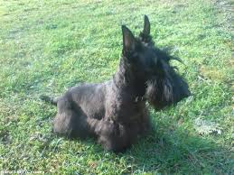 Image result for skotský teriér