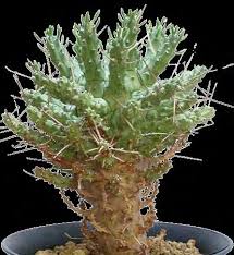 Image result for Euphorbia luapulana