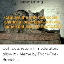 Random cat facts is a free software application from the recreation subcategory, part of the home & hobby category. Random Cat Fact 3 Cats Are The Only Non Social Animal To Have Been Not Only Tamed But Also Domesticated Cat Facts Return If Moderators Allow It Meme By Thorn The Branch Cats