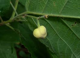 Image result for Mildbraedia carpinifolia