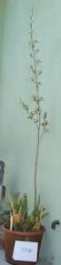 Image result for Eulophia elegans