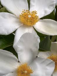 Image result for Limosella grandiflora