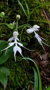 Image result for Habenaria kilimanjari