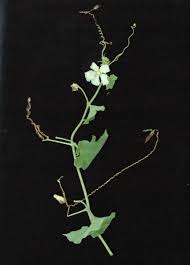 Image result for Lagenaria breviflora