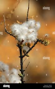 Image result for Eriocephalus microphyllus