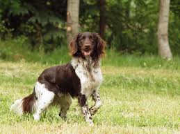 Braun bietet eine große auswahl an produkten zur haarentfernung für männer und frauen. Kleiner Munsterlander Hund Charakter Haltung Pflege Zooplus