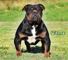 Olde English Bulldogge Breeders Shipping To Virginia