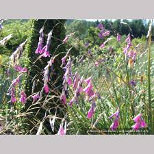 Image result for Dierama formosum × plowesii
