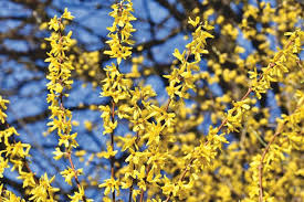 We did not find results for: Forsythia How To Grow And Care For Forsythia Bushes The Old Farmer S Almanac