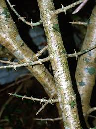 Image result for Pisonia