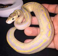 Leopard Ivory Double Het Albino Pied Viper Ballpython Ballpythons Ballpythonmorphs Ballpythonmorph B Ball Python Morphs Ball Python Baby Ball Python