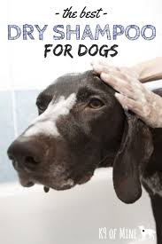 Best Dry Shampoo For Dogs Cleaning Your Canine Without Water See Our Top Picks For Best Dog Friendly Dry Shampoo Dry Dog Shampoo Dog Skin Care Canine Care