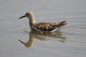 Birds Of South Africa Gauteng Ruff Kemphaan South Africa Nigel Gauteng