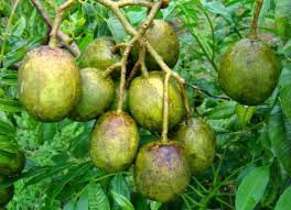 Bentuk geometris (bentuk beraturan dan bentuk dasar benda. 29 Gambar Buah Buahan Segar Jenis Jenis Ciri Ciri Dan Penjelasan