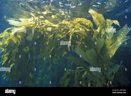 Image result for Cymodocea serrulata